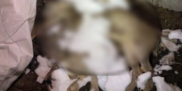 П’ять диких кіз стали жертвами браконьєрів на Черкащині