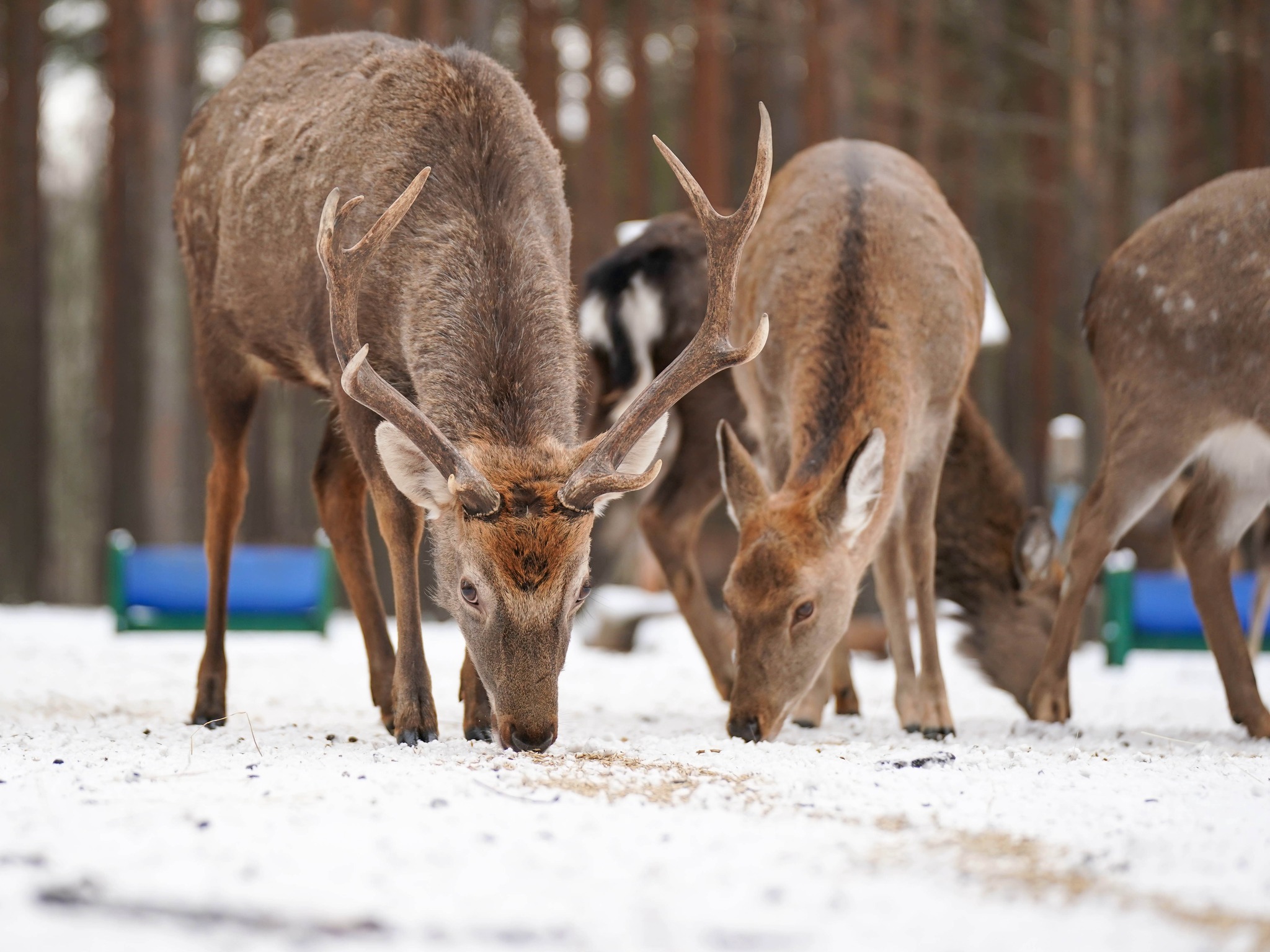 Плямисті олені та бізони в Явненському лісництві на Житомирщині