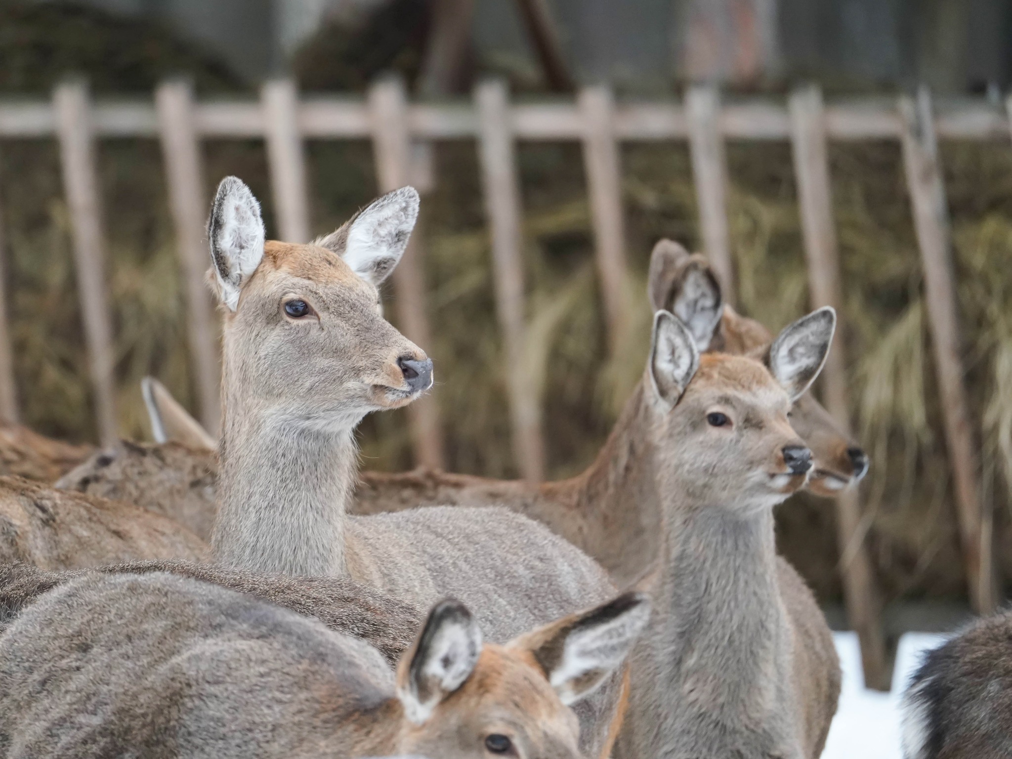 Плямисті олені та бізони в Явненському лісництві на Житомирщині
