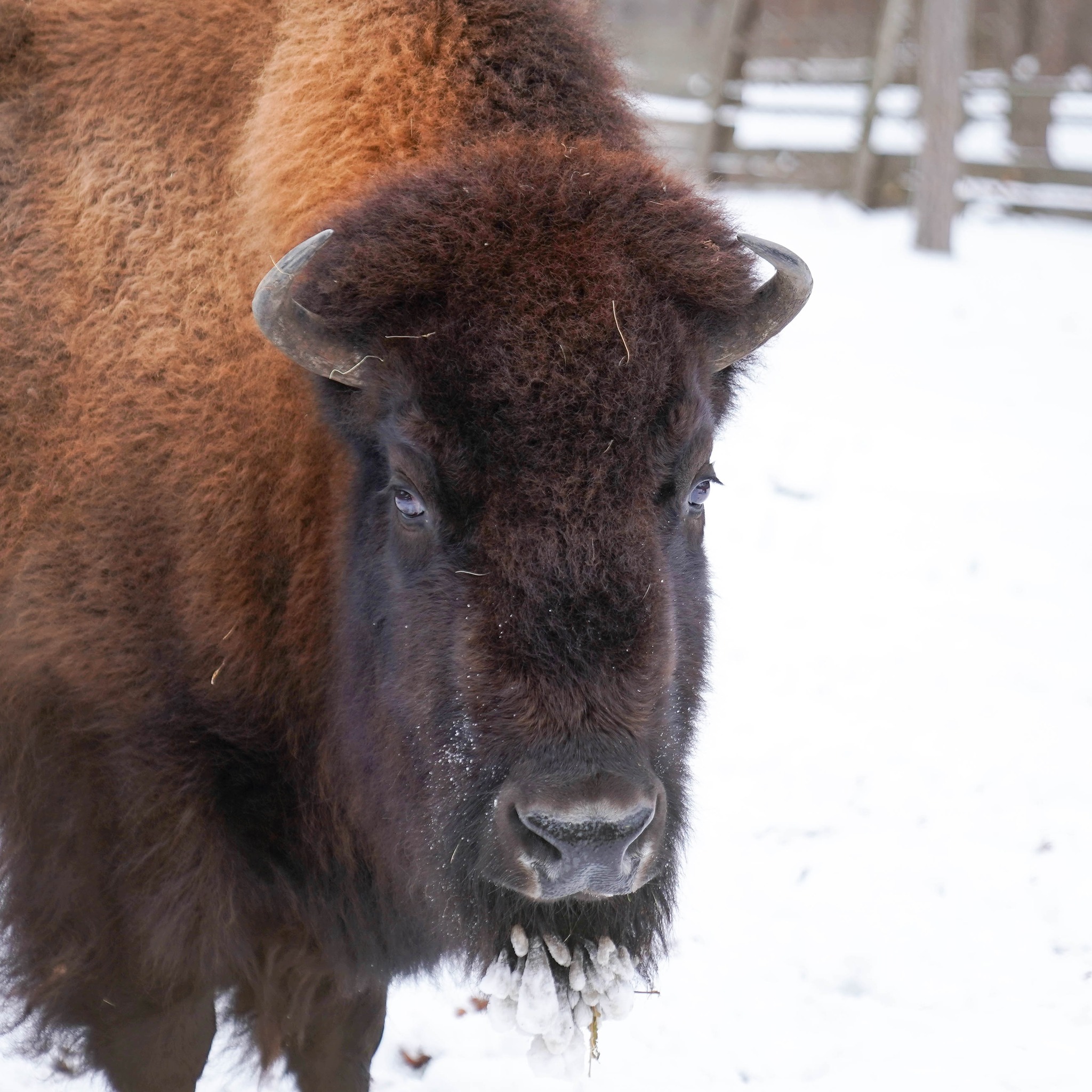Плямисті олені та бізони в Явненському лісництві на Житомирщині