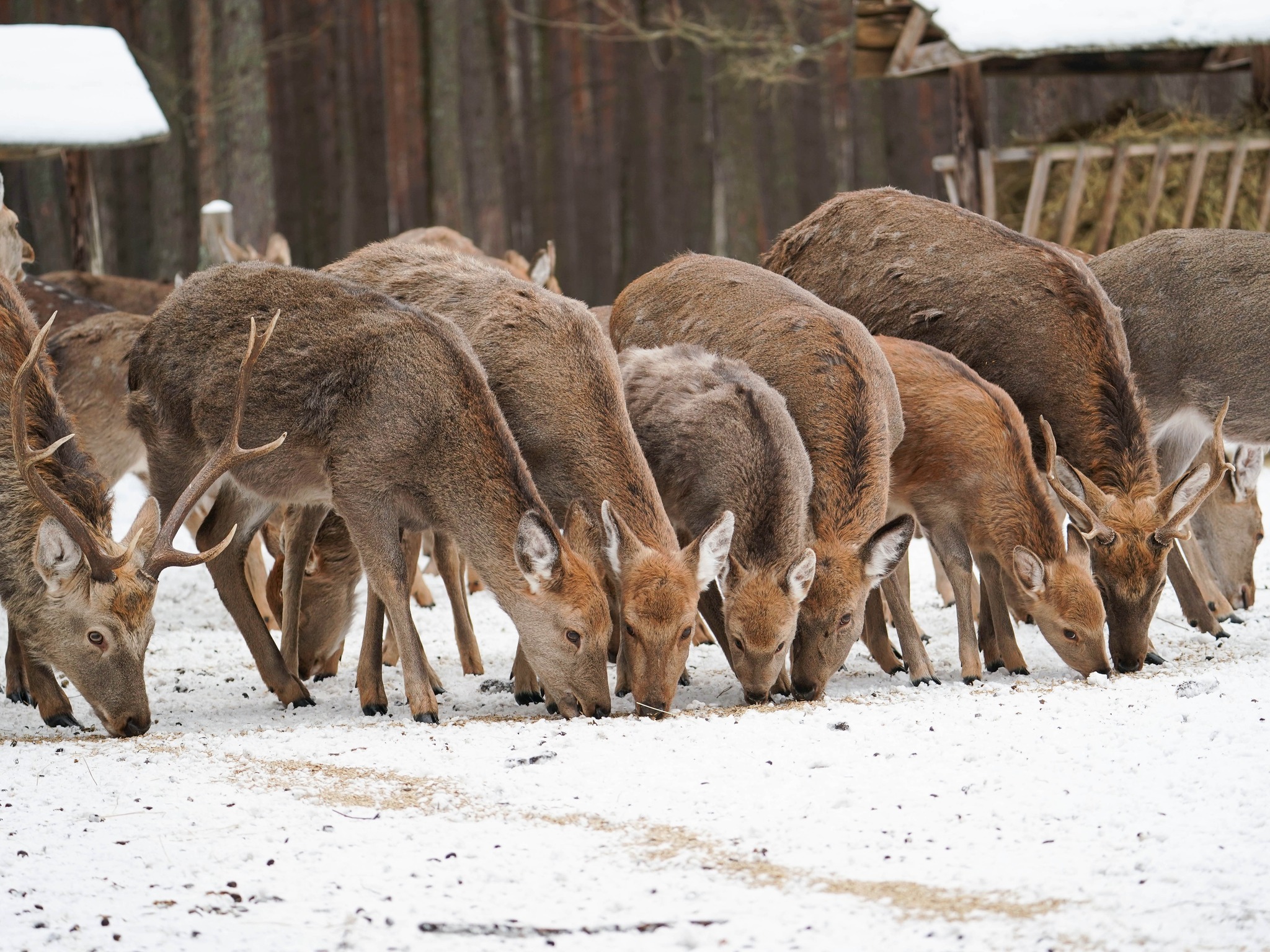 Плямисті олені та бізони в Явненському лісництві на Житомирщині