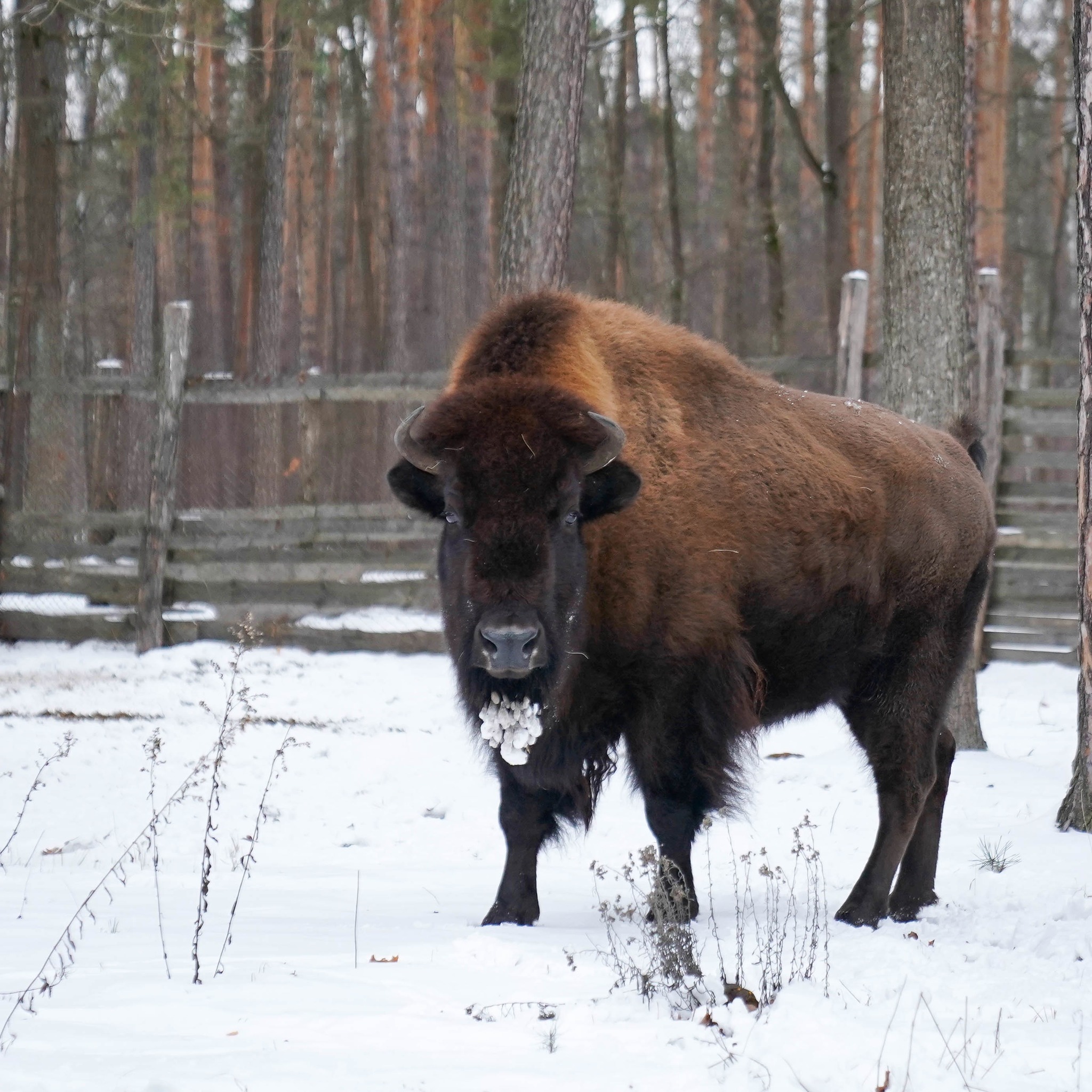 Плямисті олені та бізони в Явненському лісництві на Житомирщині