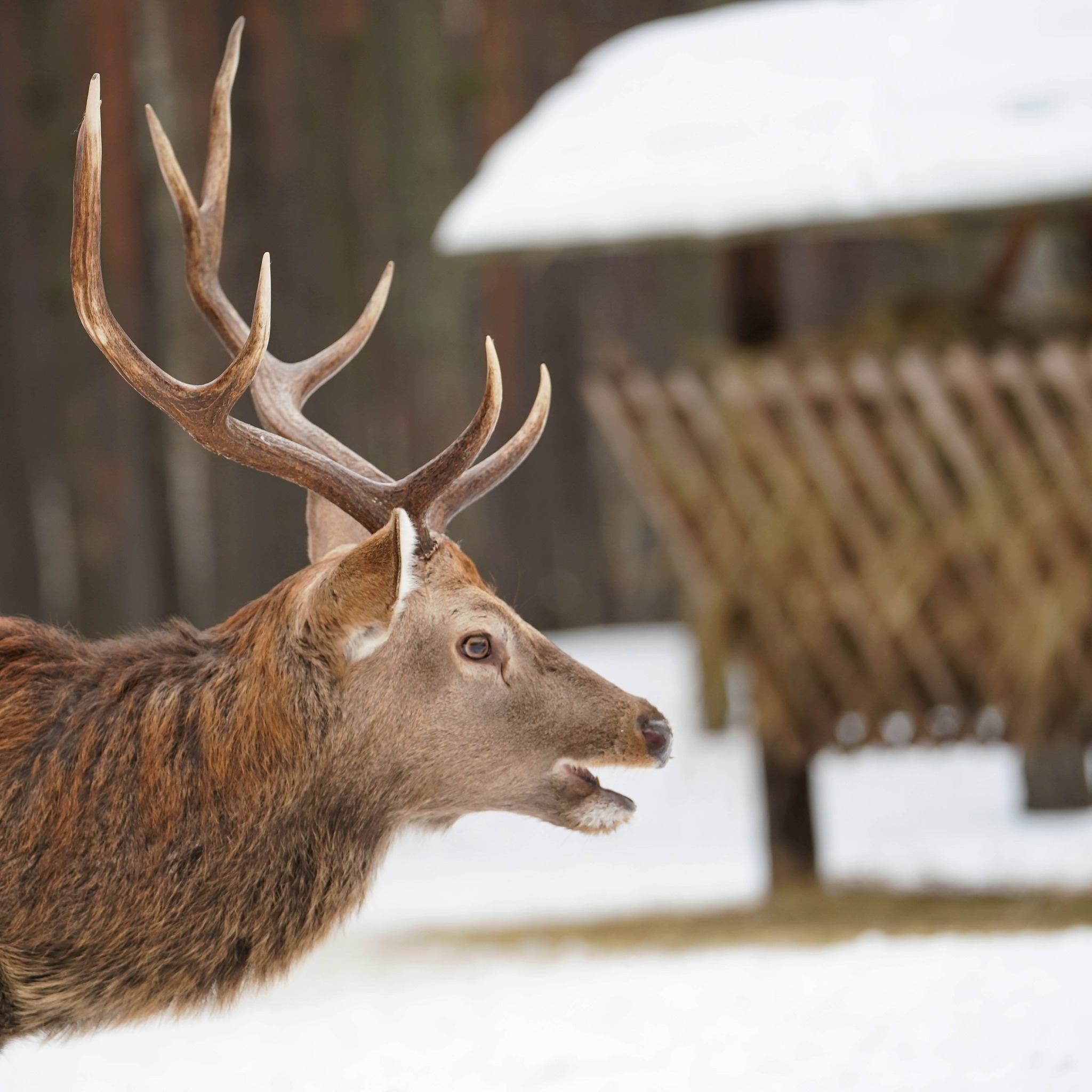 Плямисті олені та бізони в Явненському лісництві на Житомирщині