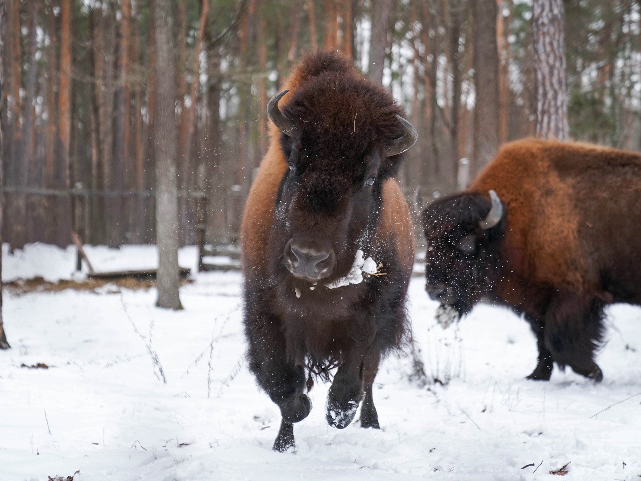 Плямисті олені та бізони в Явненському лісництві на Житомирщині