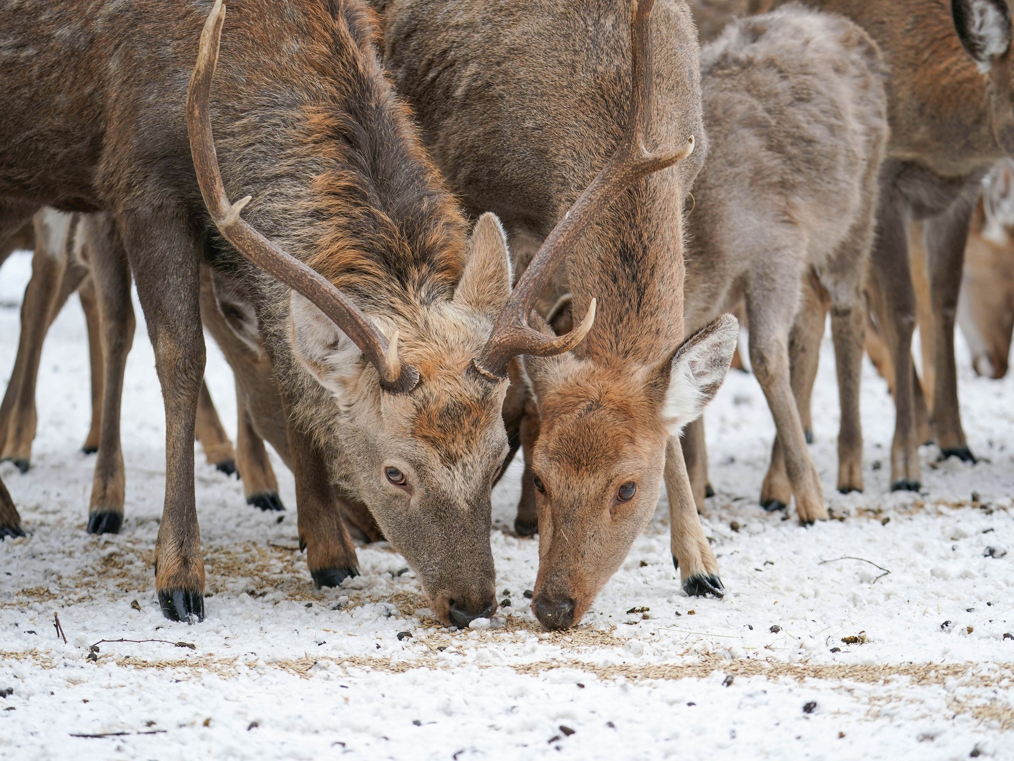 Плямисті олені та бізони в Явненському лісництві на Житомирщині