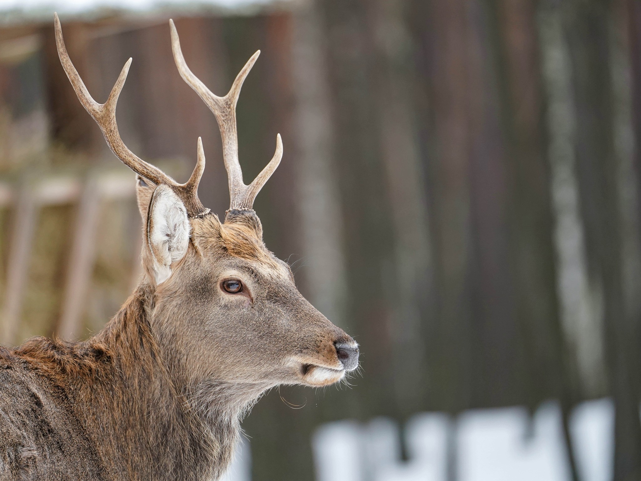 Плямисті олені та бізони в Явненському лісництві на Житомирщині