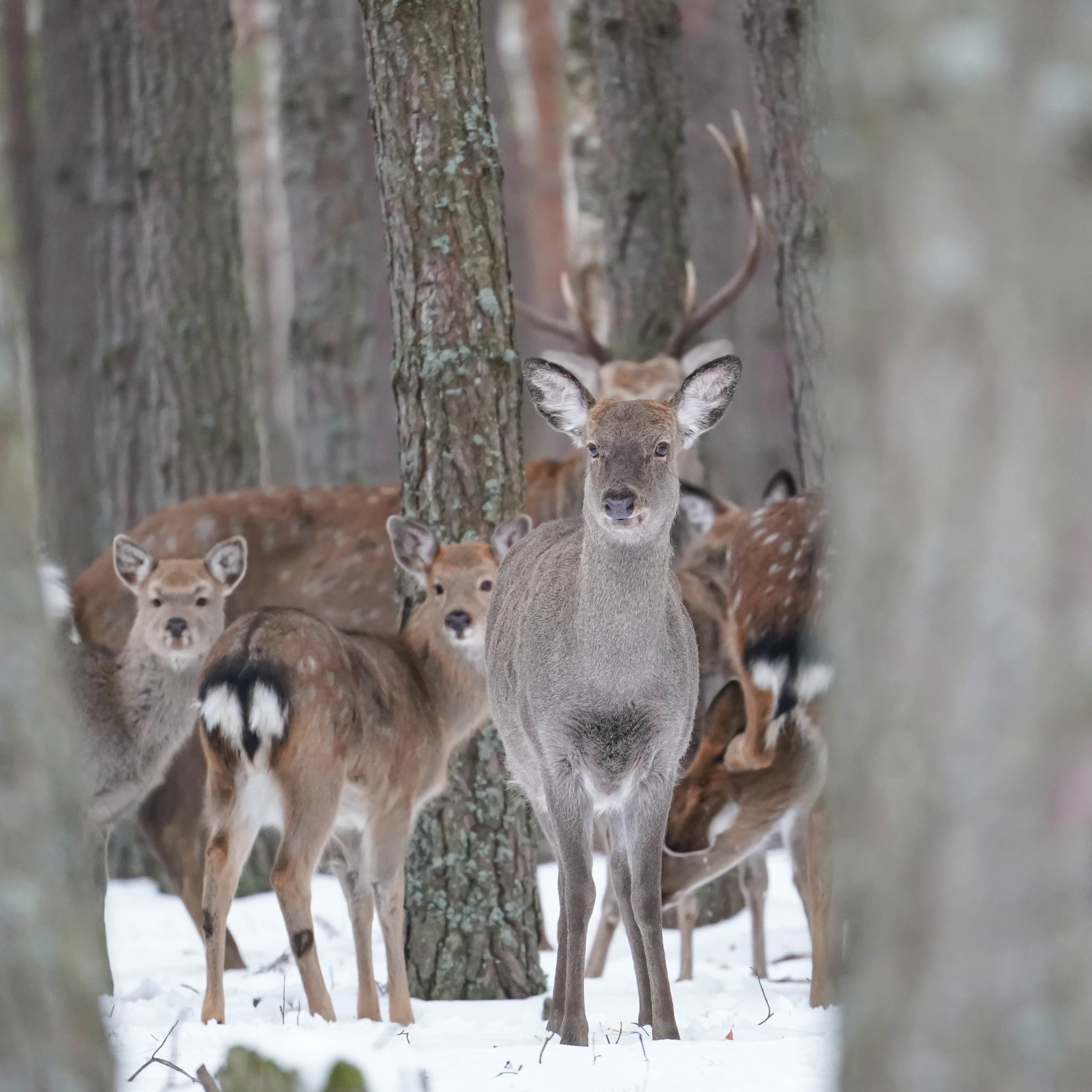 Плямисті олені та бізони в Явненському лісництві на Житомирщині