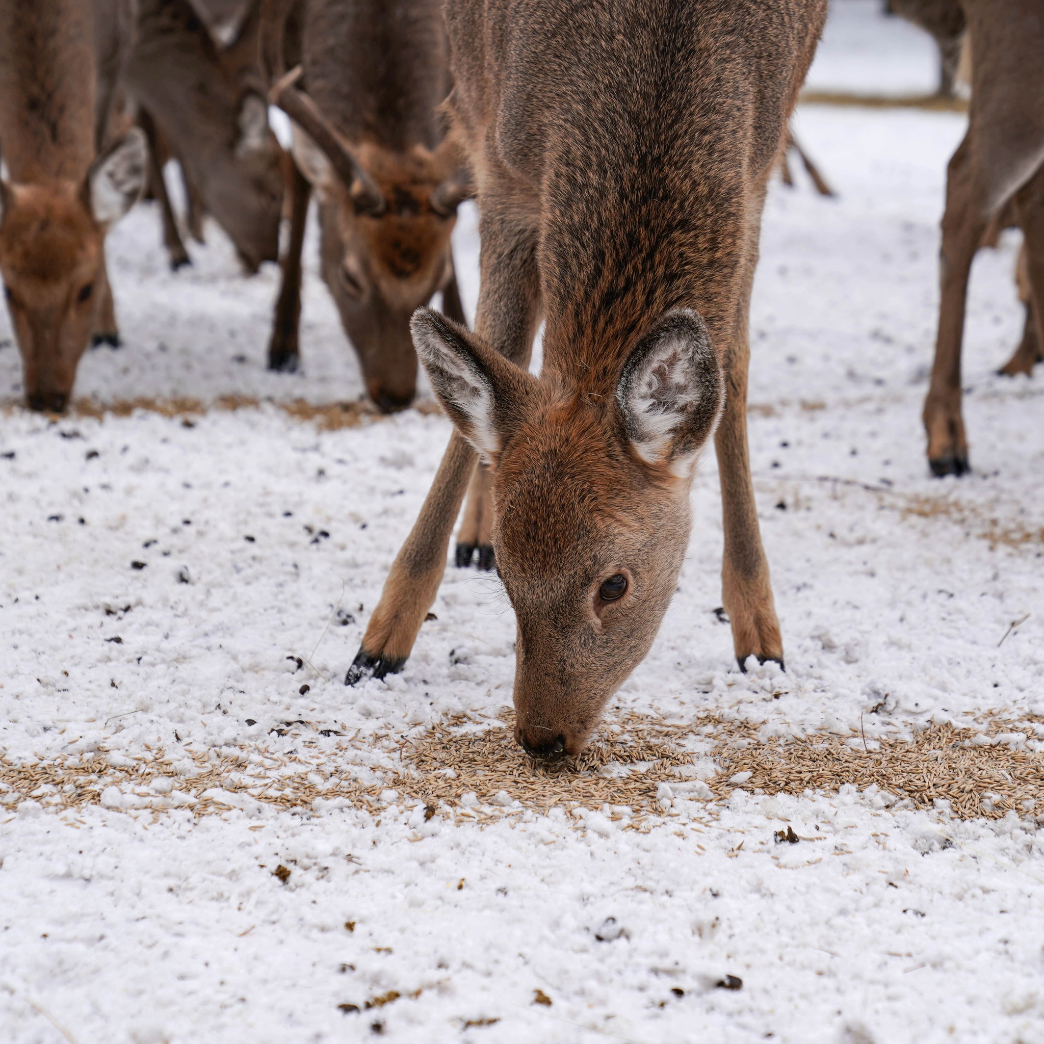 Плямисті олені та бізони в Явненському лісництві на Житомирщині