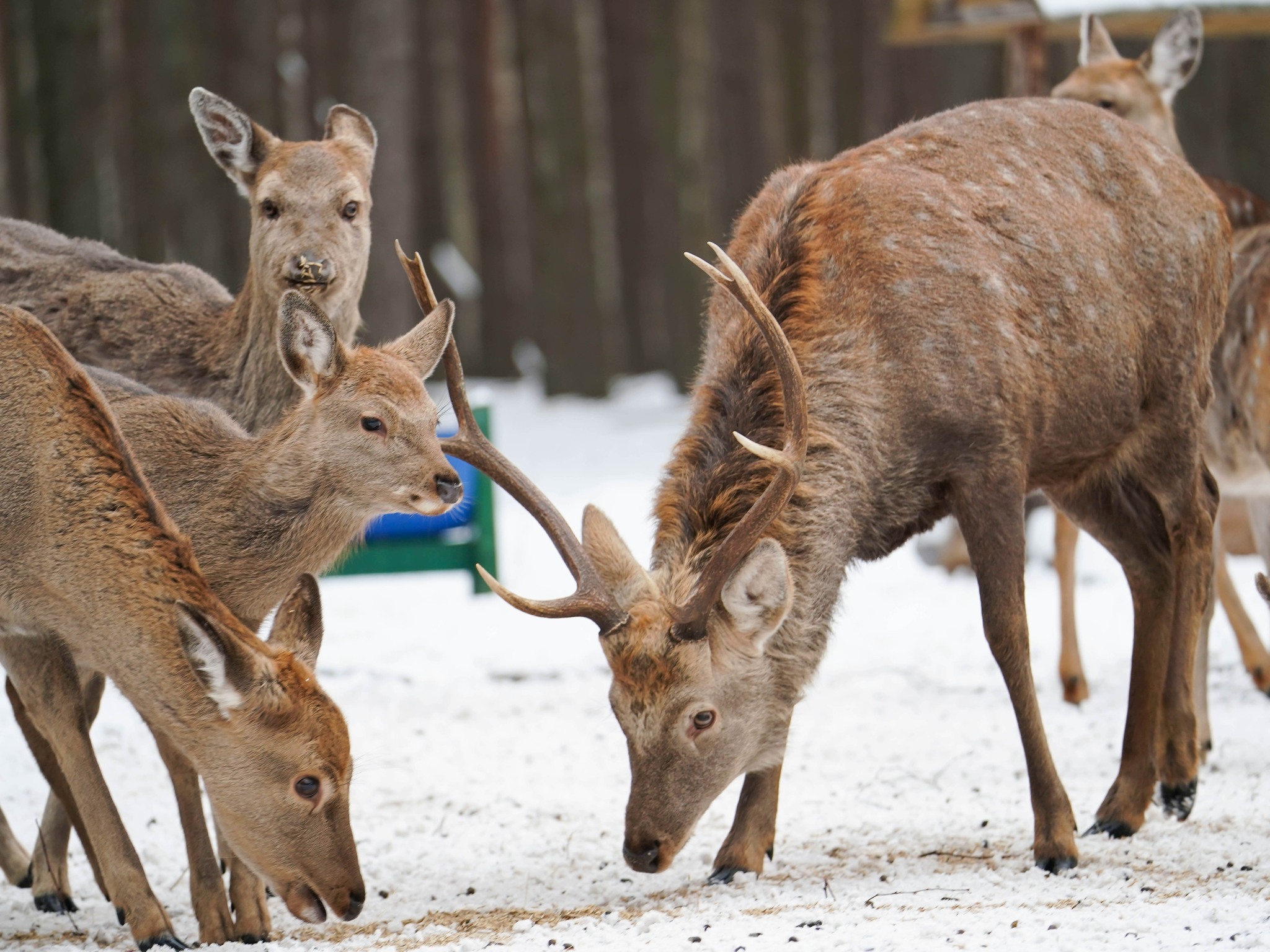 Плямисті олені та бізони в Явненському лісництві на Житомирщині
