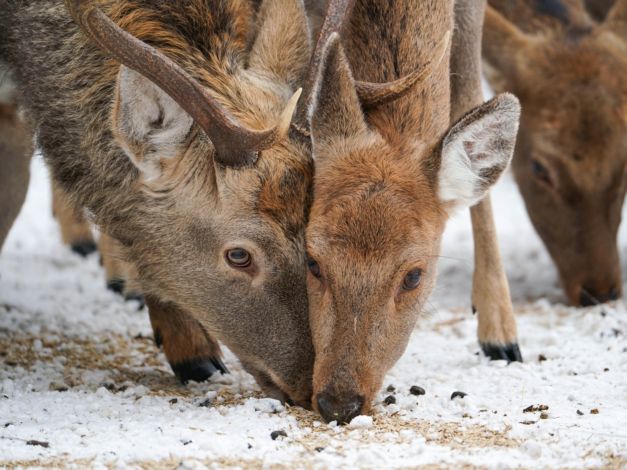 Плямисті олені та бізони в Явненському лісництві на Житомирщині