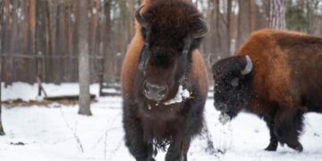 Плямисті олені та бізони в Явненському лісництві на Житомирщині | Журнал Житомира
