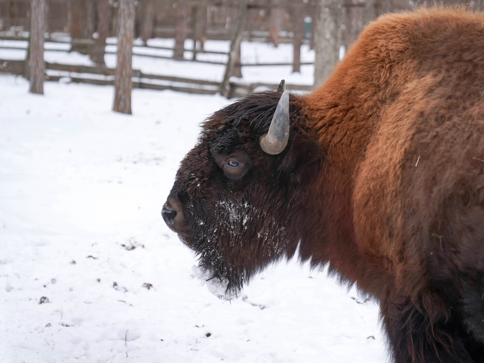 Плямисті олені та бізони в Явненському лісництві на Житомирщині