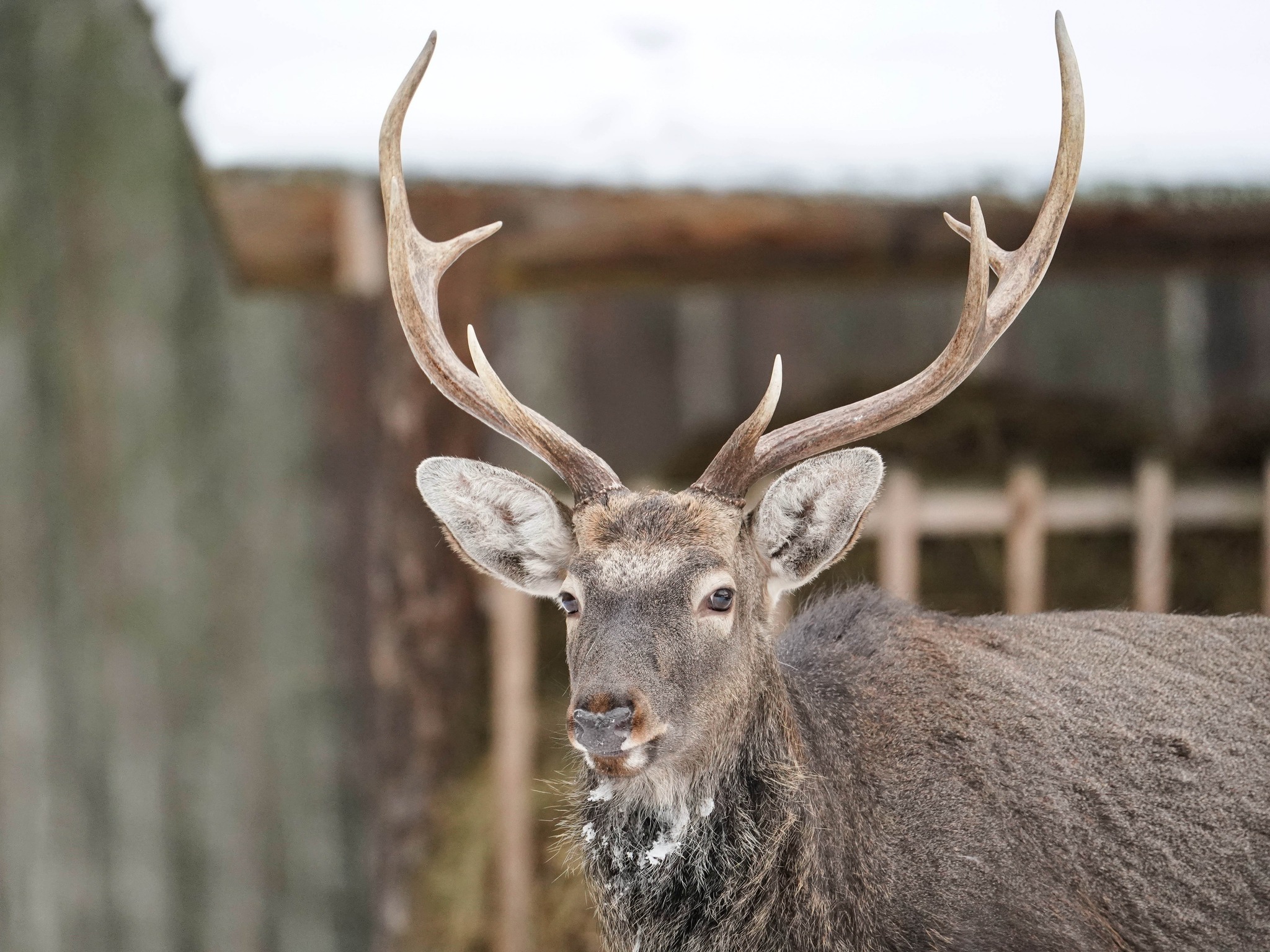 Плямисті олені та бізони в Явненському лісництві на Житомирщині