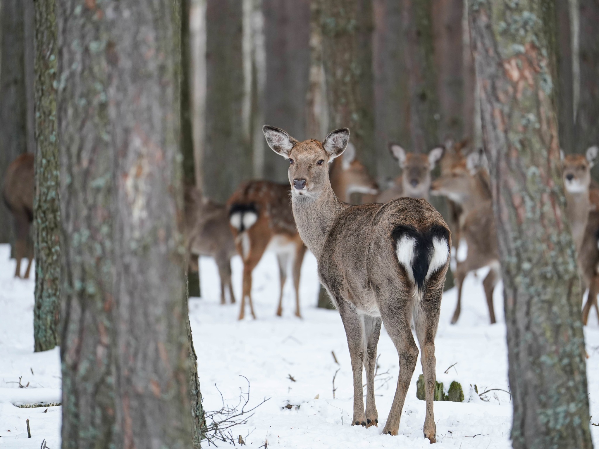 Плямисті олені та бізони в Явненському лісництві на Житомирщині