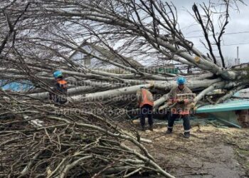 У Миколаєві ліквідовують наслідки негоди: вже прибрали 9 повалених дерев » Миколаївський Оглядач