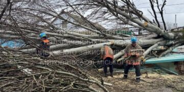 У Миколаєві ліквідовують наслідки негоди: вже прибрали 9 повалених дерев » Миколаївський Оглядач