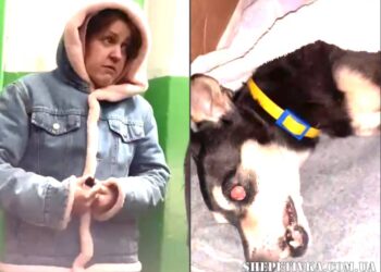 У Нетішині собаку викинули з вікна 7 поверху: відкрито кримінальне провадження —Хмельнитчина