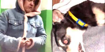 У Нетішині собаку викинули з вікна 7 поверху: відкрито кримінальне провадження —Хмельнитчина