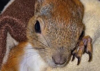 У Запоріжжі волонтери збирають кошти на лікування та утримання білченя Емі – після обстрілу, поранену тваринку врятували військові | Новости Запорожья