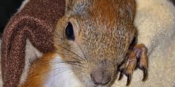 У Запоріжжі волонтери збирають кошти на лікування та утримання білченя Емі – після обстрілу, поранену тваринку врятували військові | Новости Запорожья