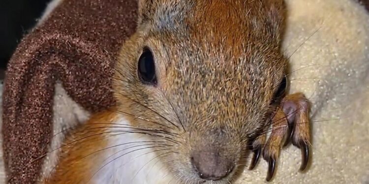 У Запоріжжі волонтери збирають кошти на лікування та утримання білченя Емі – після обстрілу, поранену тваринку врятували військові | Новости Запорожья