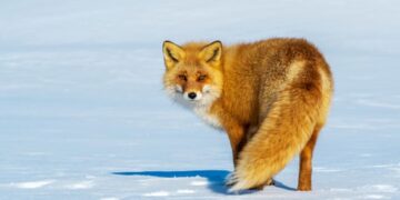 Відстріл лисиць погодили на Полтавщині – ПОЛТАВА СЬОГОДНІ