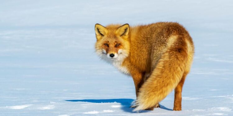 Відстріл лисиць погодили на Полтавщині – ПОЛТАВА СЬОГОДНІ