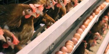 Житомирщина з яйцями: область серед лідерів розвитку тваринництва | Журнал Житомира