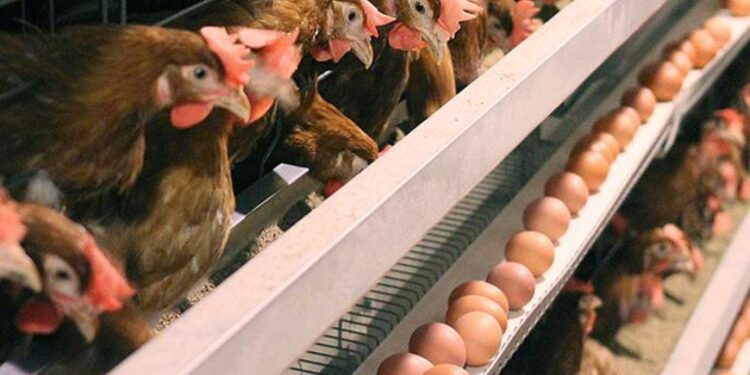 Житомирщина з яйцями: область серед лідерів розвитку тваринництва | Журнал Житомира