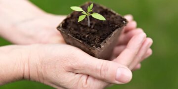 Скільки коштує захист сорту рослин в Україні – ЭКОНОМИКА