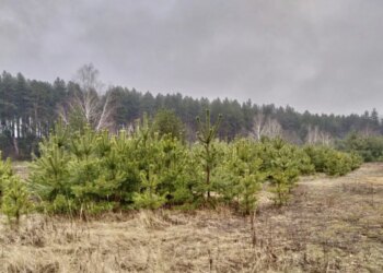 На Дніпропетровщині викрито схему переоформлення державних земель ДП «Ліси України» – ЭКОНОМИКА
