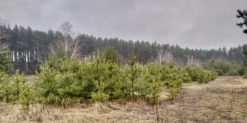 На Дніпропетровщині викрито схему переоформлення державних земель ДП «Ліси України» – ЭКОНОМИКА