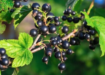 Яким простим добривом підживити кущі смородини у лютому – ЭКОНОМИКА