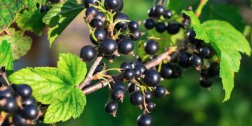 Яким простим добривом підживити кущі смородини у лютому – ЭКОНОМИКА