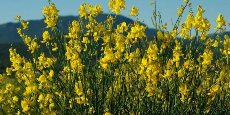 Канада різко скоротила експорт каноли до Китаю – ЭКОНОМИКА