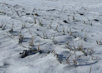На Полтавщині аграрії занепокоєні станом озимих через глибоке промерзання ґрунту – ЭКОНОМИКА