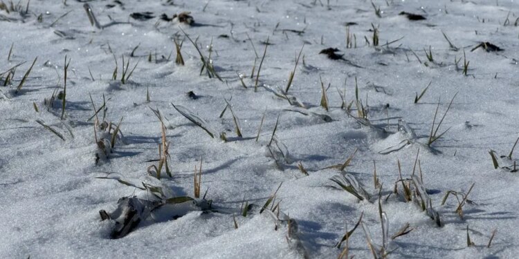 На Полтавщині аграрії занепокоєні станом озимих через глибоке промерзання ґрунту – ЭКОНОМИКА