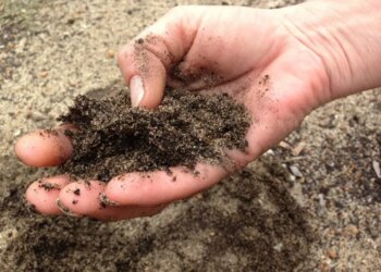 7 овочів, які дарують гарний врожай на піщаних ґрунтах – ЭКОНОМИКА