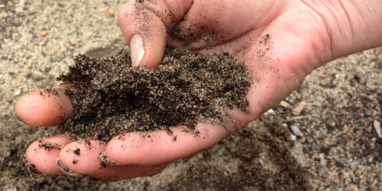 7 овочів, які дарують гарний врожай на піщаних ґрунтах – ЭКОНОМИКА