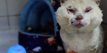 Котик Буся із Запоріжжя вижив після обстрілу дрона, фото – історія порятунку | Новости Запорожья