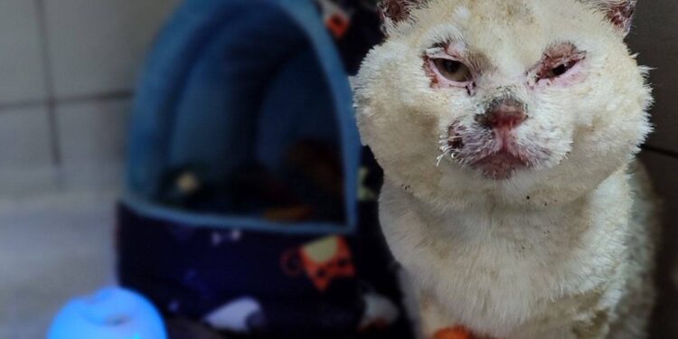 Котик Буся із Запоріжжя вижив після обстрілу дрона, фото – історія порятунку | Новости Запорожья