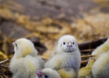 На Львівщині на пожежі врятували понад 23 тисячі курчат