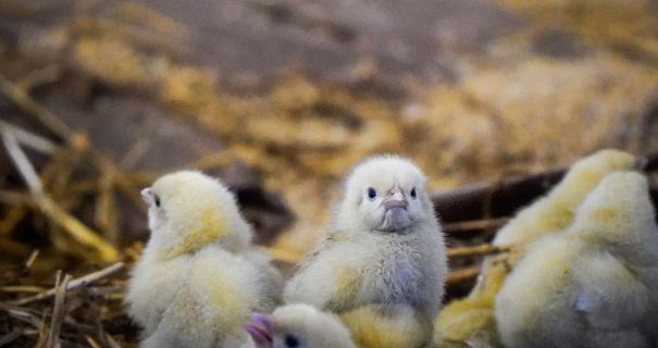 На Львівщині на пожежі врятували понад 23 тисячі курчат