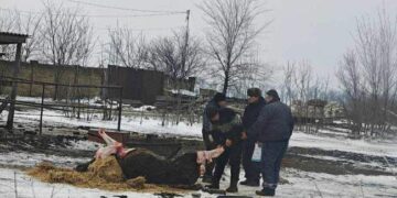 Поліція почала провадження через вбитого коня на Одещині :: Інтент :: Суспільно-політичне видання:: Регіональна мережа якісної журналістики