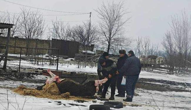 Поліція почала провадження через вбитого коня на Одещині :: Інтент :: Суспільно-політичне видання:: Регіональна мережа якісної журналістики