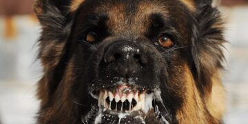 Сказ безпритульного собаки у Звягелі: впроваджено карантинні обмеження і щеплення тварин | Журнал Житомира