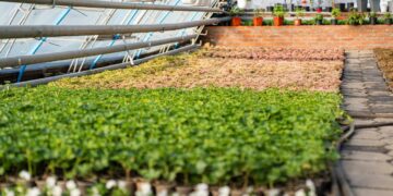 У Полтаві підготували рослини до весняної висадки – ПОЛТАВА СЬОГОДНІ