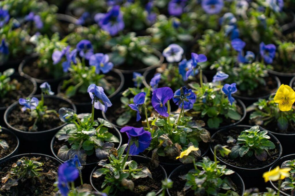 підготували рослини до весняної висадки