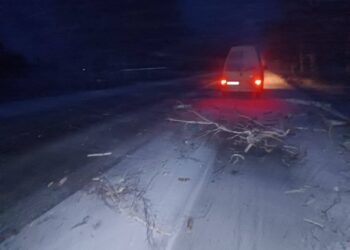 Відлига та сильний вітер у Золотоноші спричинили підтоплення і падіння дерев