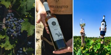 Відправили вино з Житомирщини до Франції: історія першої в області сімейної виноробні Mon Crafto | Журнал Житомира